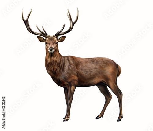 The red deer (Cervus elaphus) photo