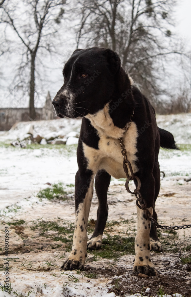 Black dog with white breast on a chain on the street Black dog with white breast on a chain on the street