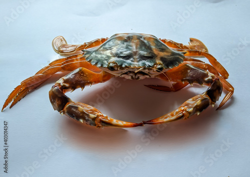 Selective focus of Fresh Crucifix Crab isolated on a White Background. photo