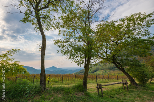 Erste, Italy. View of the valley with vineyards. Mountains in the background. Beautiful dawn in autumn in Italy. Soft focus and blurry background.