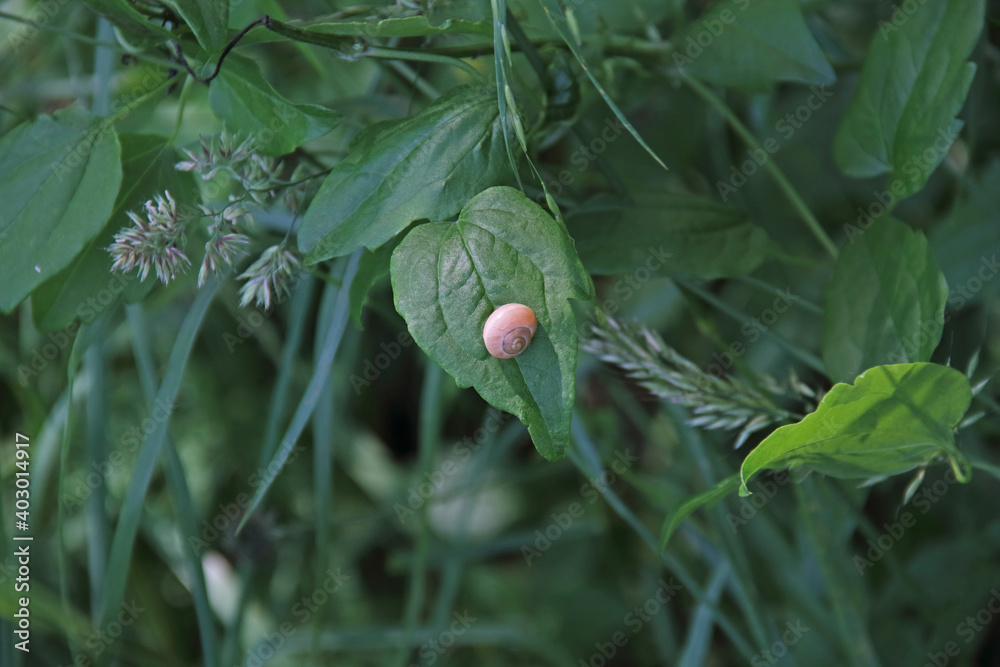 Gehäuseschnecke