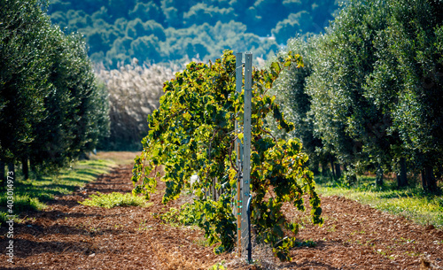 Ibiza vineyard landscape..Olive trees frame the picture.