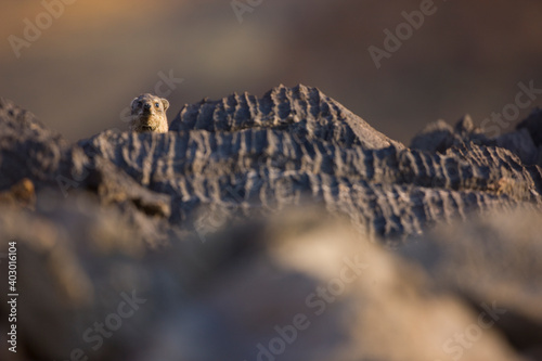 Daman roquero  Monta  as Naukluft  Parque Nacional Namib Nauflut  Namibia  Africa