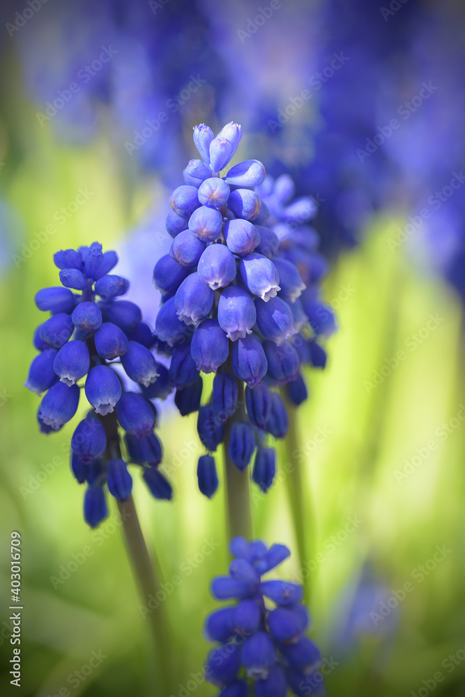 Springs violet flowers Muscari Springs violet flowers Muscari