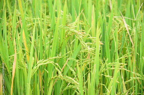 Rice fields - close up details of paddy plants in the fields, paddy ready to be harvested, broad paddy fields
