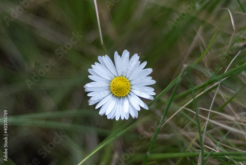 Marguerite dans l'herbe