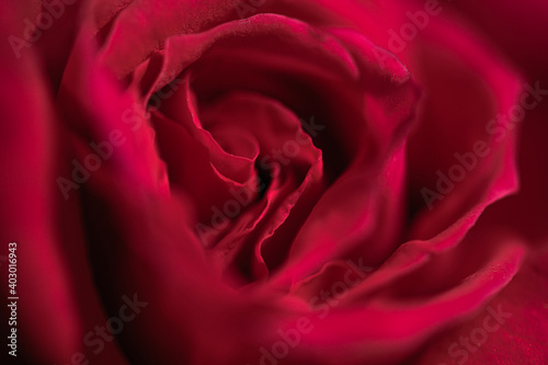 Macro sur l'interieur d'une rose rouge
