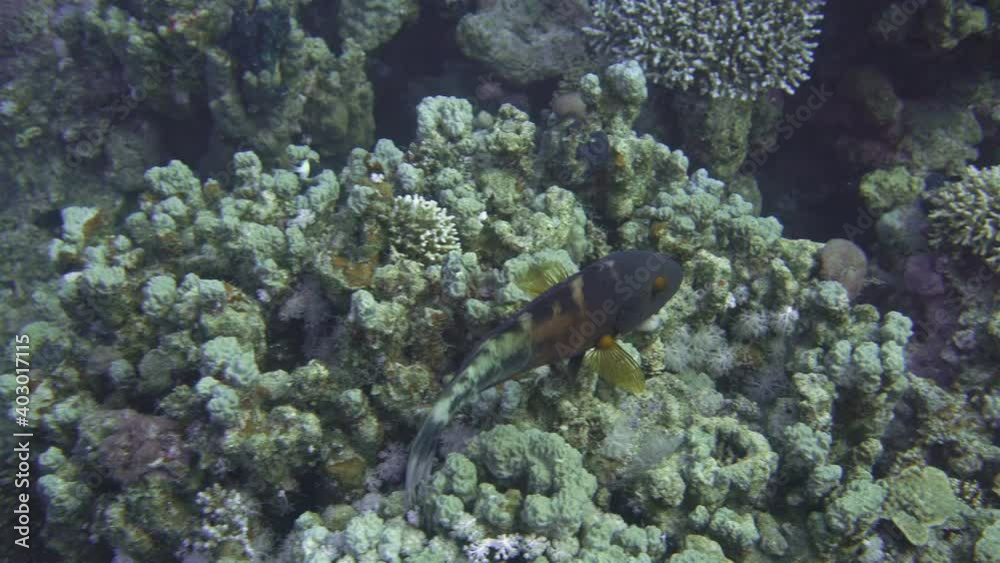 Fish Cheilinus fasciatus, Labridae family. It feeds on sea urchins, crustaceans, molluscs. Filmed in the red sea Fish Cheilinus fasciatus, Labridae family. It feeds on sea urchins, crustaceans, molluscs. Filmed in the red sea