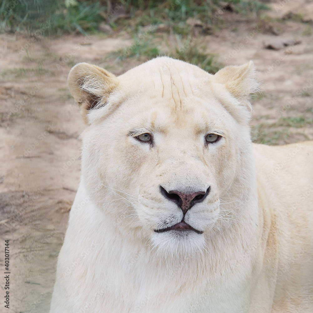 Fototapeta premium African White Lion 