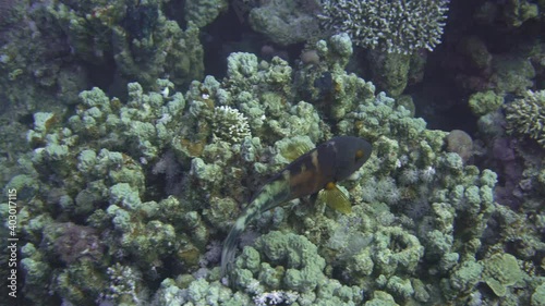 Fish Cheilinus fasciatus, Labridae family. It feeds on sea urchins, crustaceans, molluscs. Filmed in the red sea photo