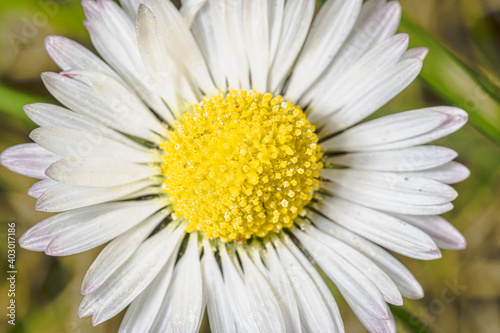 macro sur Marguerite