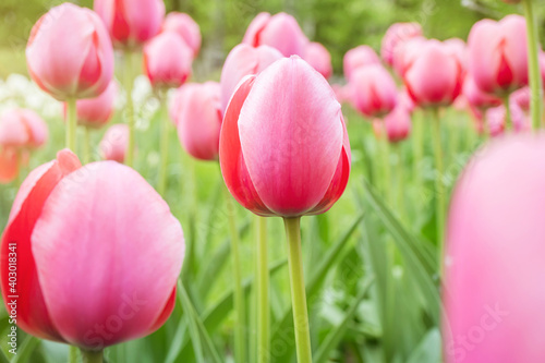 Pink tulips grow in the park. Bright spring summer photo. The concept of a holiday  celebration  women s day.