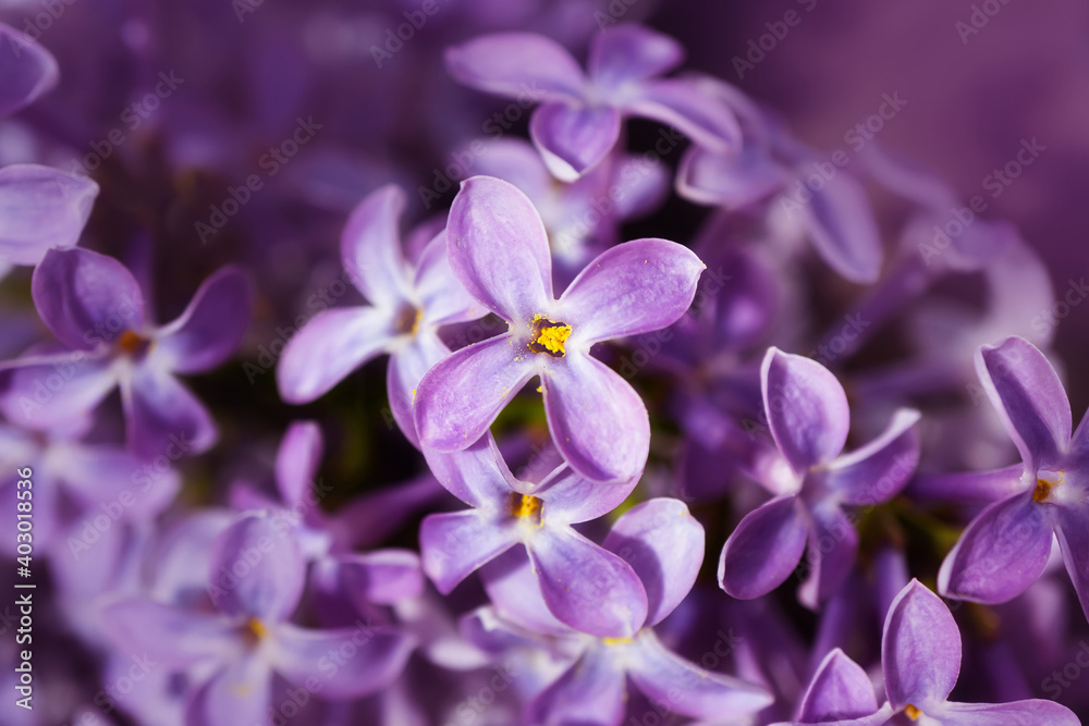 Lilac flowers close-up, detailed macro photo. Soft focus. The concept of flowering, spring, summer, holiday. Great image for cards, banners. Lilac flowers close-up, detailed macro photo. Soft focus. The concept of flowering, spring, summer, holiday. Great image for cards, banners.