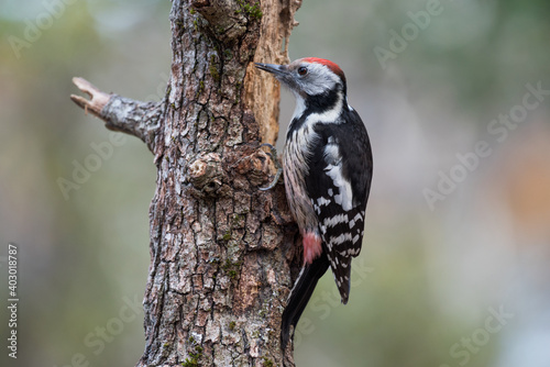 A middle spotted woodpecker feeding on a dead oak tree