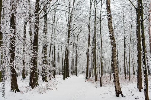 Schnee, Waldweg