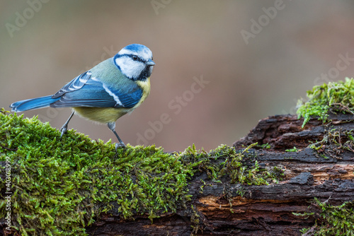 Photos A blue tit on a moss covered log
