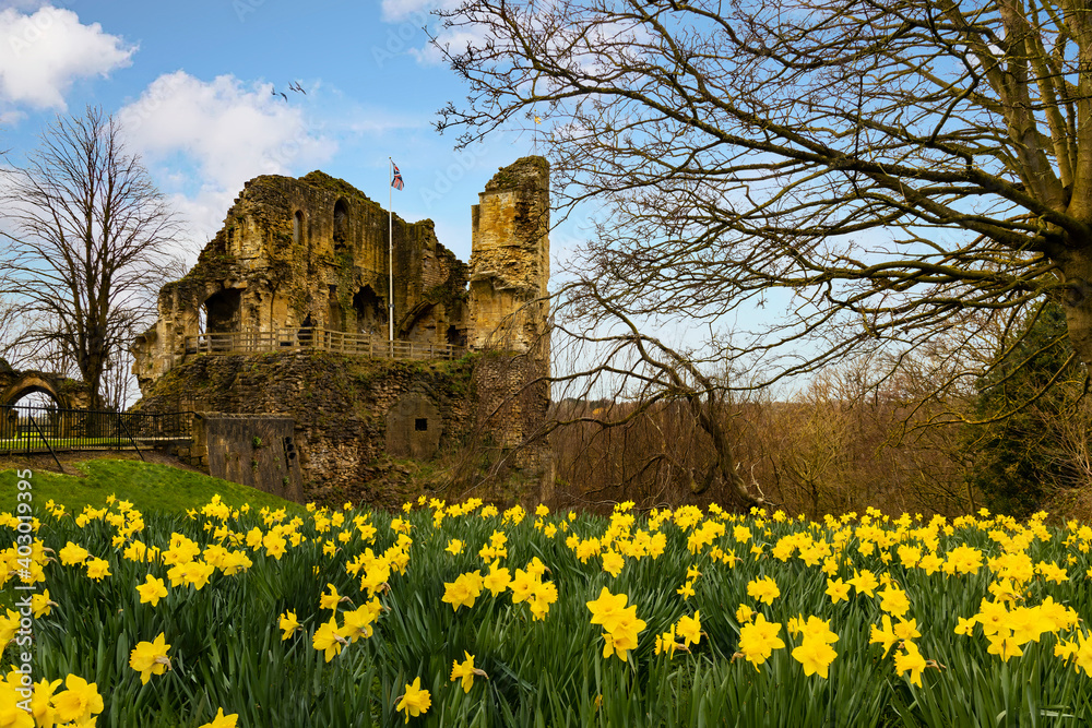 narsborough Castle with Daffodils in the early spring, Yorkshire, England