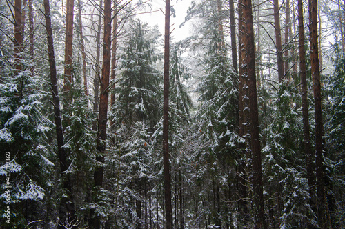 Winter forest with trees and bushes with snow © Payllik
