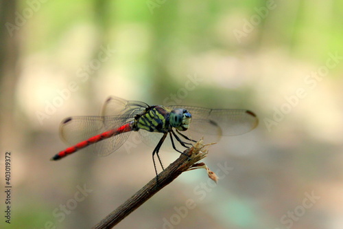 dragonfly on a branch © SINTHUKUMAR