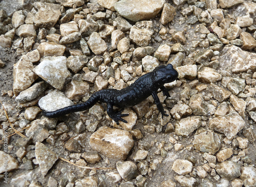 Alpine salamander (Salamandra altra) in high mountains Alpine salamander (Salamandra altra) in high mountains