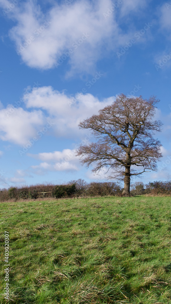 Portrait image of single tree against blue cloudy sky with meadow in foreground