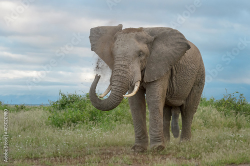 African elephant  Loxodonta africana  bull standing on savanna  throwing sand  Amboseli national park  Kenya.