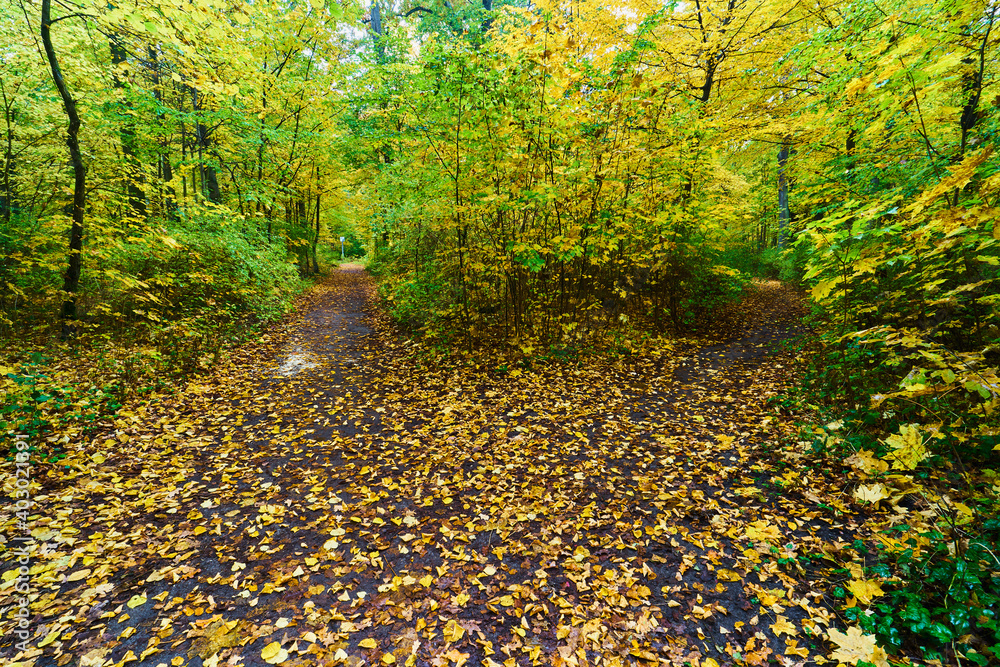 Obraz premium Wald Panorama im Herbst mit gefärbtem Laub und einem Weg der im Wald verschwindet