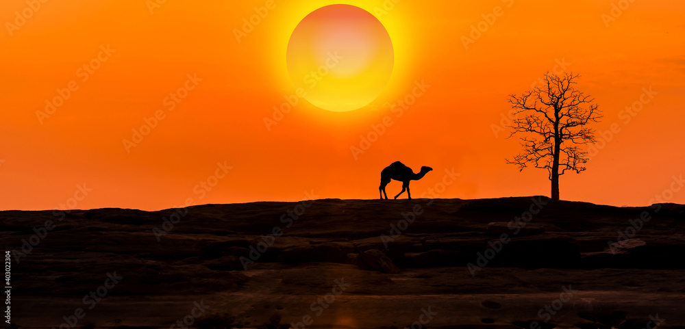 A camel walks through the drought of nature.Amazing sunset and sunrise.Panorama silhouette tree in africa with sunset.