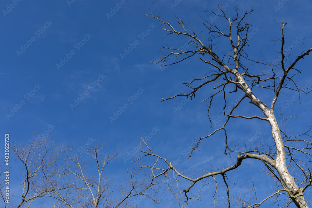 Bare tree branches before a deep blue sky, winter landscape with copy space, horizontal aspect Bare tree branches before a deep blue sky, winter landscape with copy space, horizontal aspect