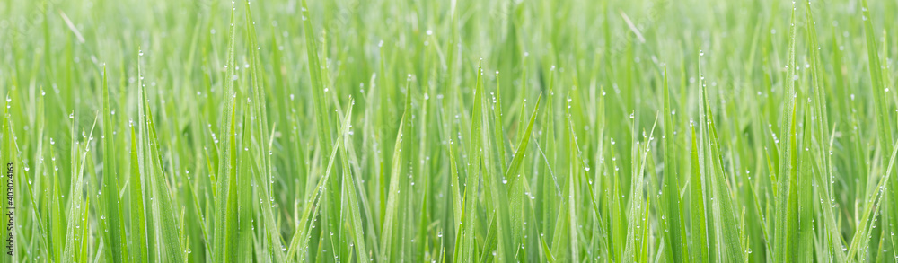 Obraz premium Water droplets on the light green rice leaves and blur green nature background