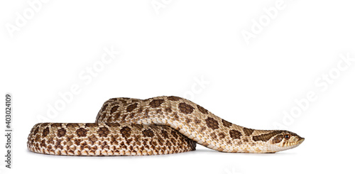 Western Hognose snake aka Heterodon nasicus, isolated on white background.
