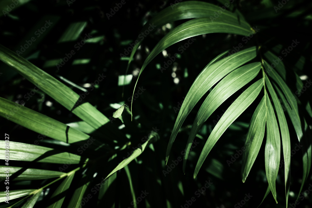 Fototapeta premium tropical leaf texture, foliage nature green palm background