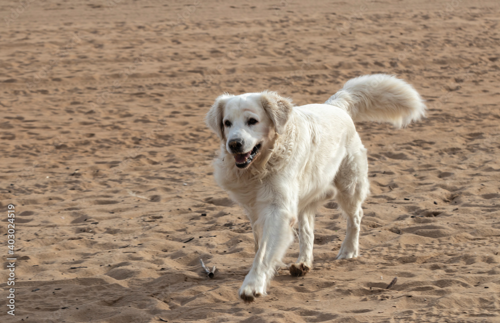 pretty golden retriever in the beach pretty golden retriever in the beach