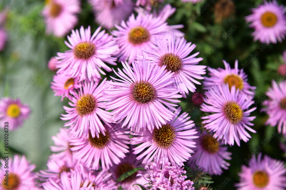 Autumn purple daisies Autumn purple daisies