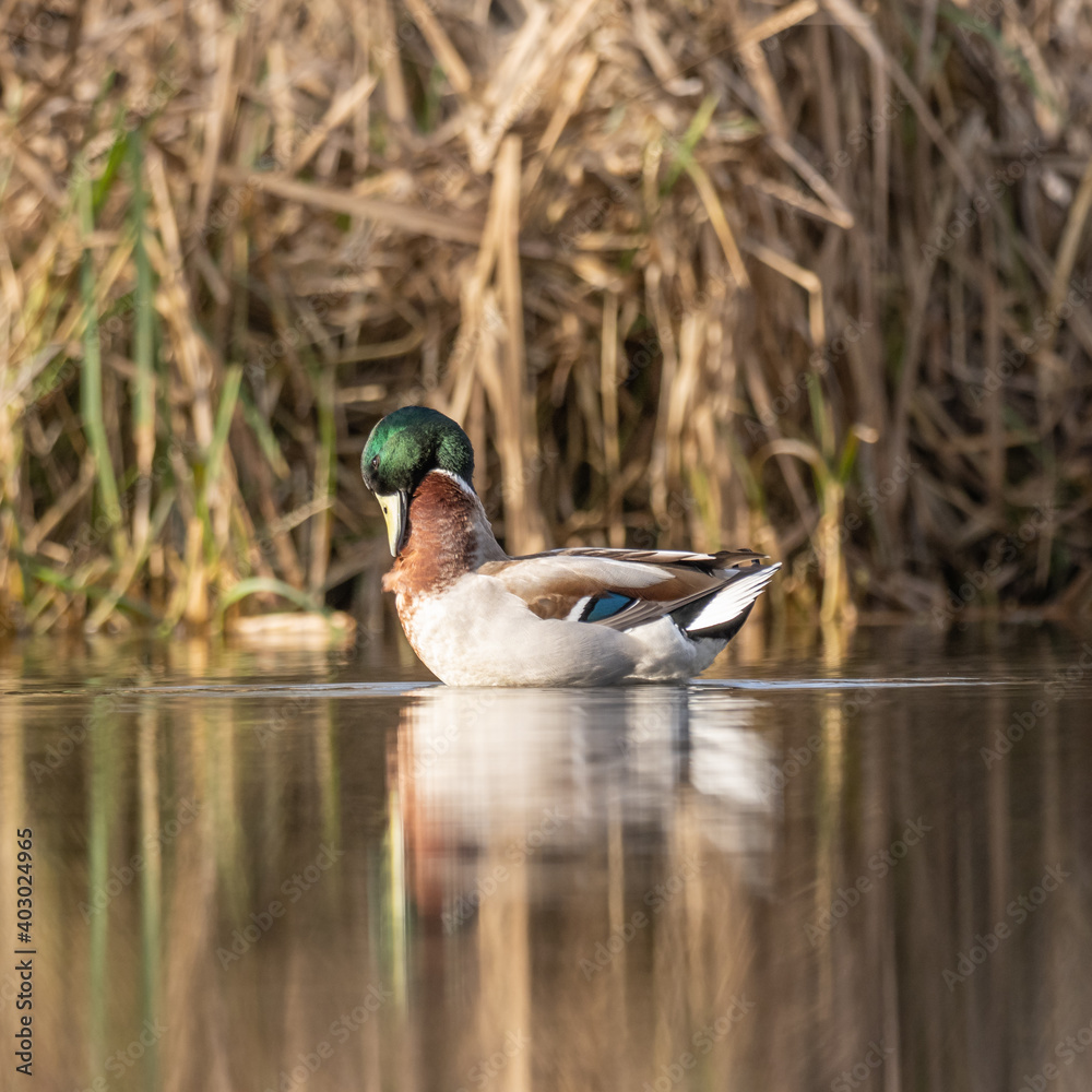 Obraz premium Mallard Duck on Sanderstead Pond
