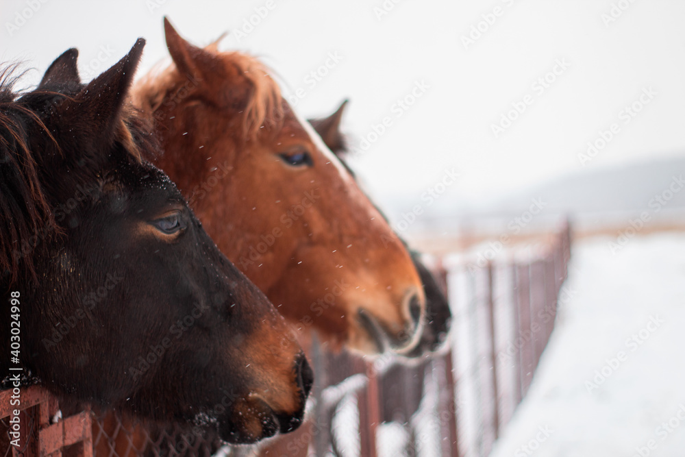 Fototapeta premium portrait of a horses