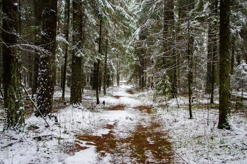 Path through a beautiful calm snowy coniferous forest on a dark winter evening