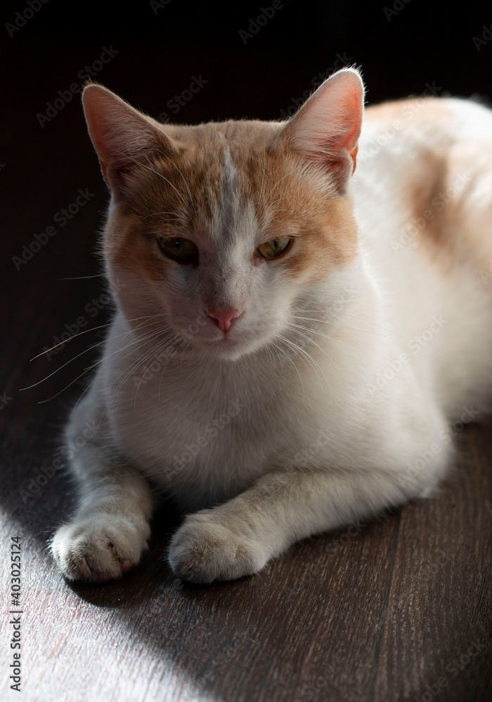 Obraz premium white cat with red spots on the background of abstract light