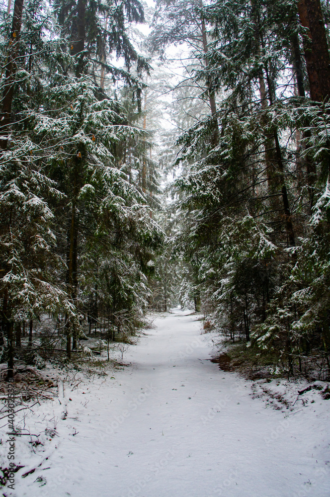 Obraz premium Path through a beautiful calm snowy coniferous forest on a dark winter evening