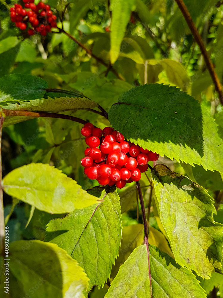 Red elderly berries and green leaves close-up. Red elderly berries and green leaves close-up.