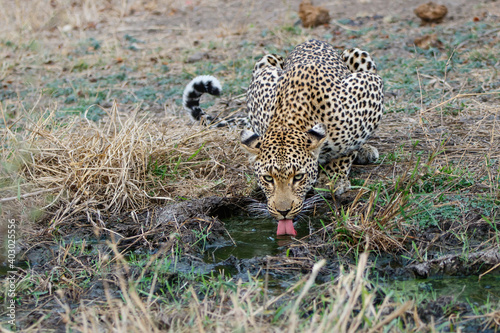 Foto Leopard (Panthera pardus) female drinking water in Sabi Sands Game Reserve in th