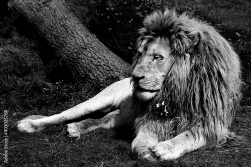 Fototapeta Naklejka Na Ścianę i Meble -  Lion couché en noir et blanc