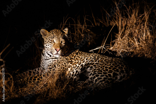 Leopard (Panthera pardus) male resting in the dark  in Sabi Sands Game Reserve in the Greater Kruger Region in South Africa