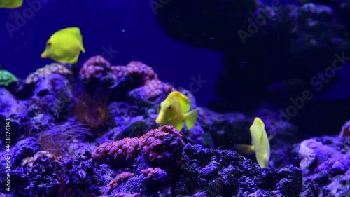 Coral reef aquarium fish anemones close up sea ocean water 4k video