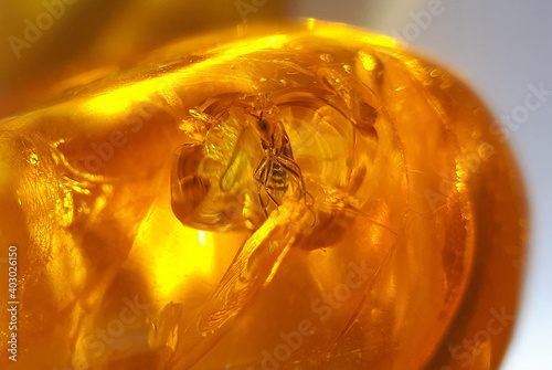 Baltic amber with insect inclusion