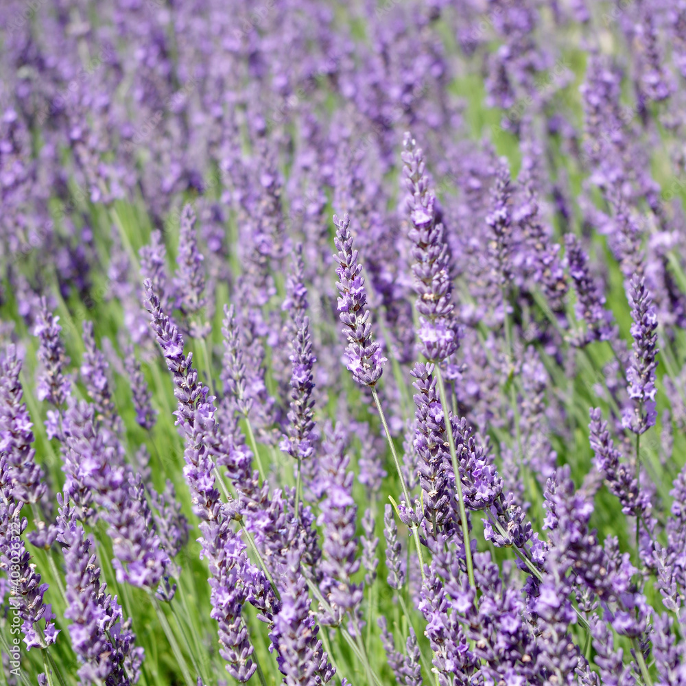 Fototapeta premium beautiful purple lavender