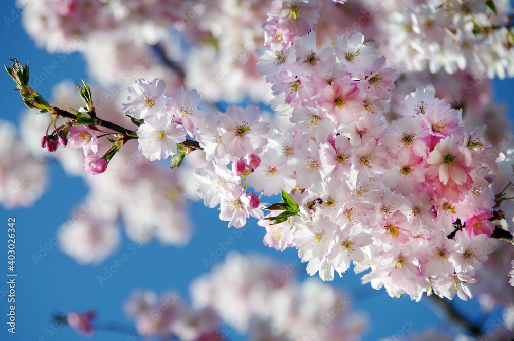 blossoming sakura with pink flowers on blue sky background blossoming sakura with pink flowers on blue sky background