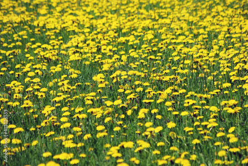 meadow with yellow dandelions in spring time