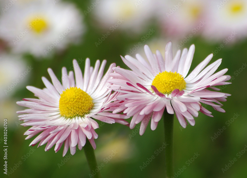Two beautiful dog-daisies on blur background Two beautiful dog-daisies on blur background