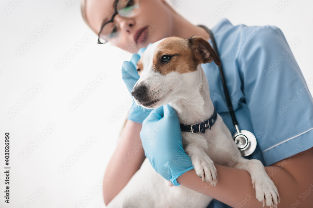 low angle view of young veterinarian in glasses and latex gloves examining dog low angle view of young veterinarian in glasses and latex gloves examining dog